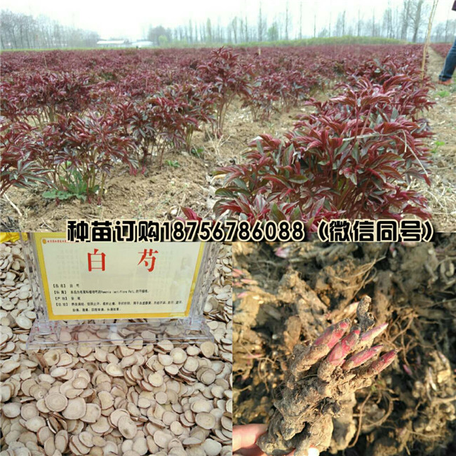 安徽白芍种苗批发商 安徽白芍种苗供货商电话-- 亳州市祥刚农业种植专业合作社