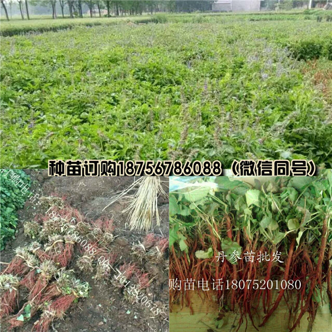 亳州丹参苗批发商 安徽丹参苗供货商电话-- 亳州市祥刚农业种植专业合作社