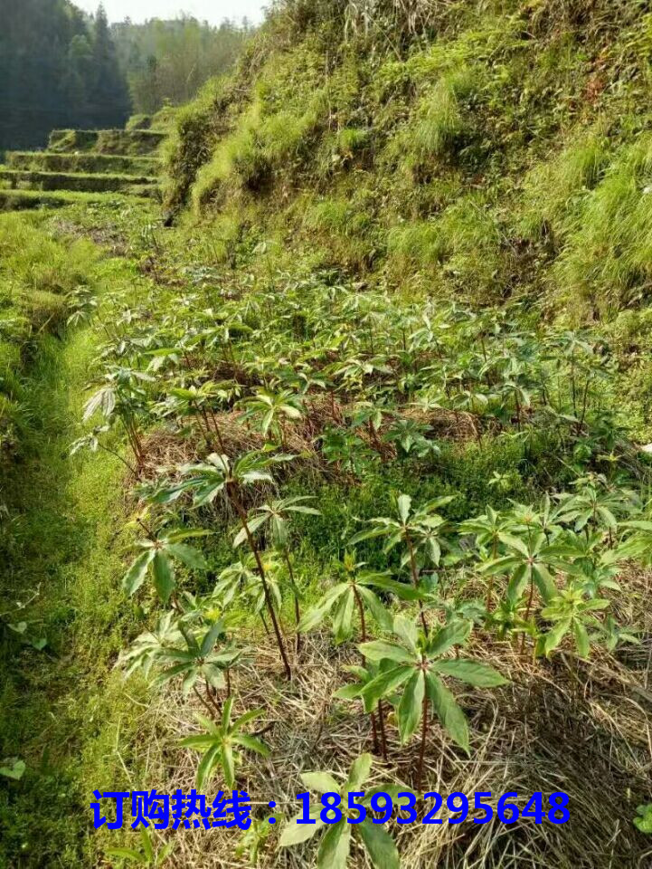 广西优质重楼苗培育基地	广西正宗重楼苗苗木基地-- 资源县明秀农业发展有限公司