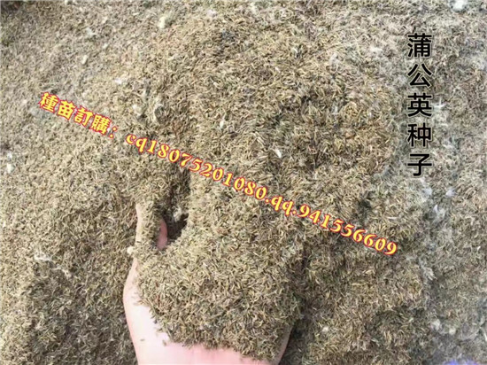 安徽蒲公英种植园 安徽蒲公英大型基地-- 亳州市祥刚农业种植专业合作社