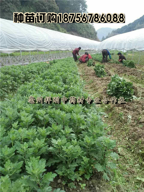 菊花苗一亩地3800棵  杭白菊一亩地4000棵左右-- 亳州市祥刚农业种植专业合作社