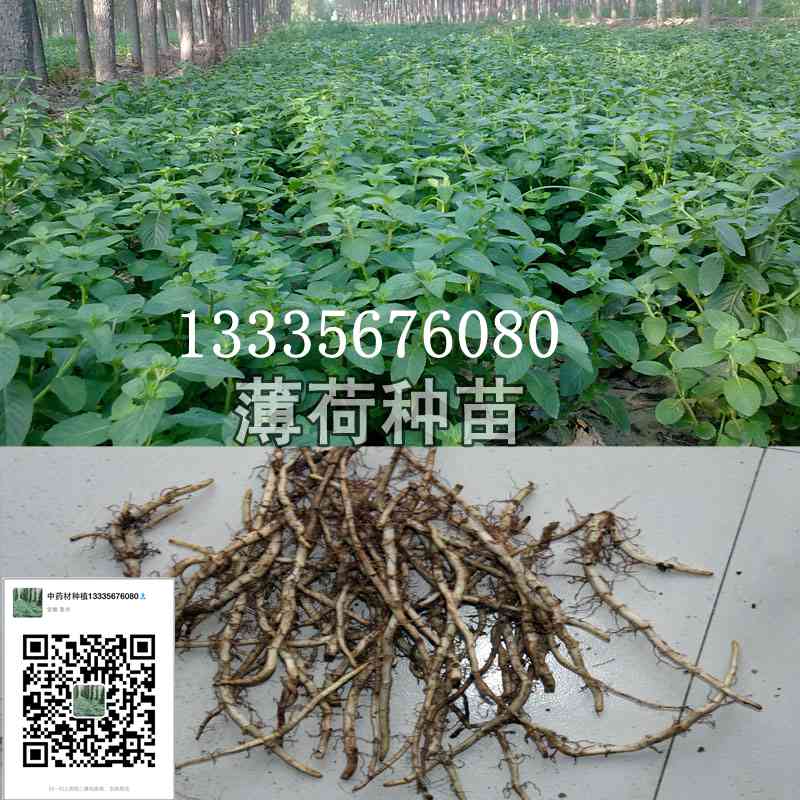 薄荷苗图片 薄荷苗价格-- 鹿邑县安泰种植合作社