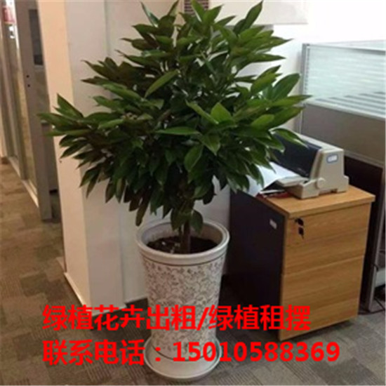 北京绿植花卉盆栽摆租公司 北京绿植花卉盆栽租赁价格-- 北京优质绿植花卉盆栽租赁公司