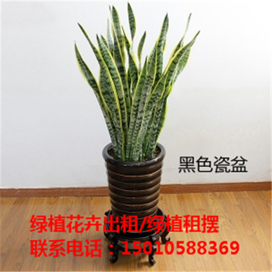 北京花卉绿植盆景租赁价格 北京花卉绿植盆景摆租公司-- 北京花卉绿植盆景摆租公司