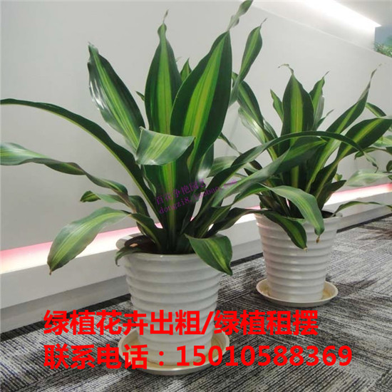 北京花卉绿植盆景摆租公司 北京花卉绿植盆景租赁价格-- 北京花卉绿植盆景摆租公司