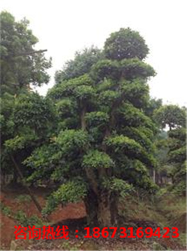 浏阳椤木石楠造型树供应基地 浏阳椤木石楠造型树批发价格-- 湖南建辉园艺公司