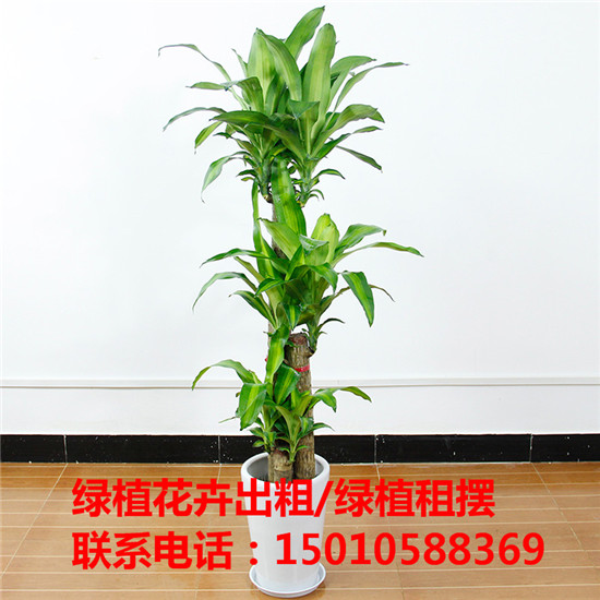 北京花木绿植盆栽出租供应商 北京花木绿植盆栽出租公司-- 北京花木绿植盆栽出租公司