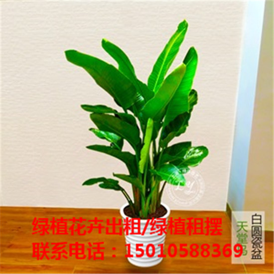 北京大型绿植花卉租摆公司 北京大型绿植花卉租摆供应商-- 北京花木绿植盆栽出租公司