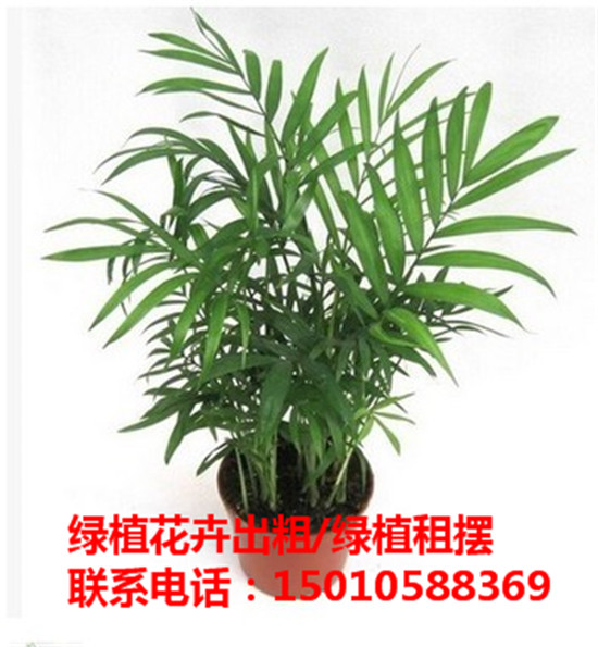 北京大型绿植花卉租摆供应商 北京大型绿植花卉租摆公司-- 北京花木绿植盆栽出租公司