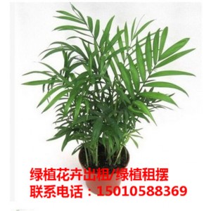 北京大型绿植花卉租摆供应商 北京大型绿植花卉租摆公司