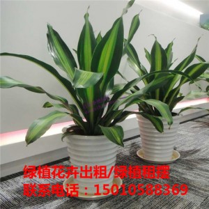 北京中型绿植花卉租摆公司 北京中型绿植花卉租摆供应商