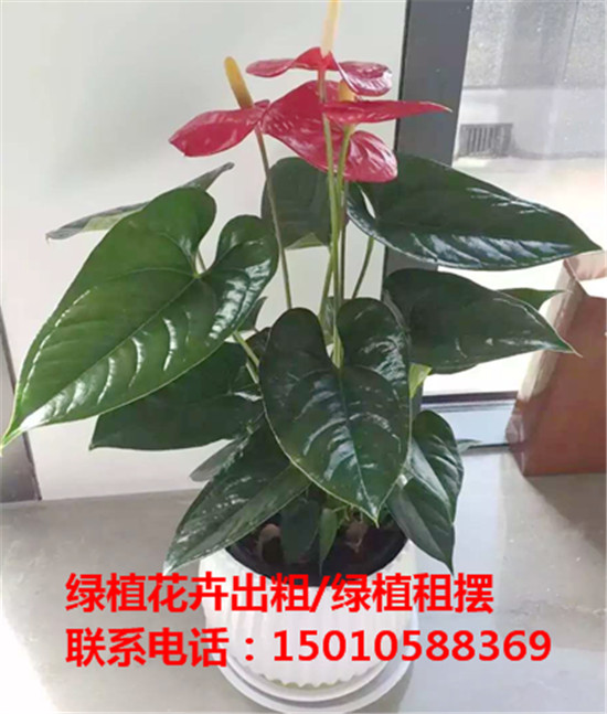 北京小型绿植花卉租摆公司 北京小型绿植花卉租摆供应商-- 北京花木绿植盆栽出租公司