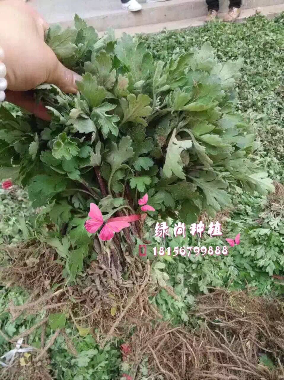 亳州杭白菊苗批发价格 安徽杭白菊苗种植园-- 亳州市谯城区绿尚种植专业合作社