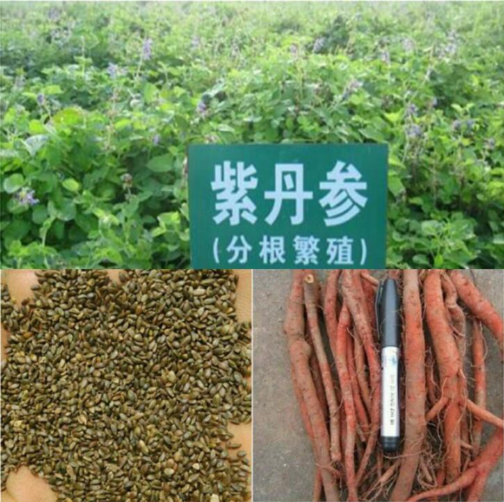 丹参苗批发商-- 亳州市祥刚农业种植专业合作社