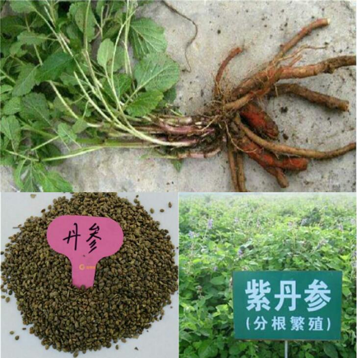 丹参苗价格-- 亳州市祥刚农业种植专业合作社