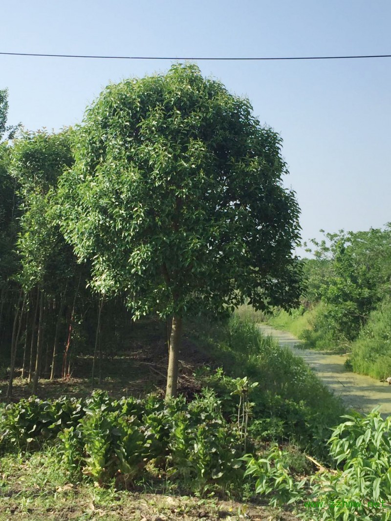 大叶女贞 径1-25cm-- 南京市浦口区健强苗圃场