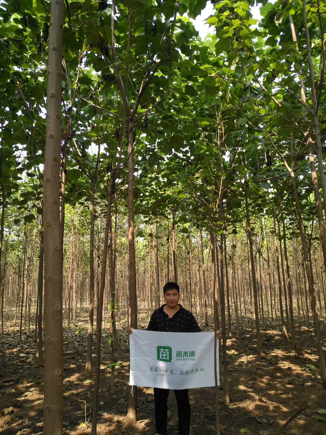 楸树-- 淮阳县易鑫苗木种植专业合作社