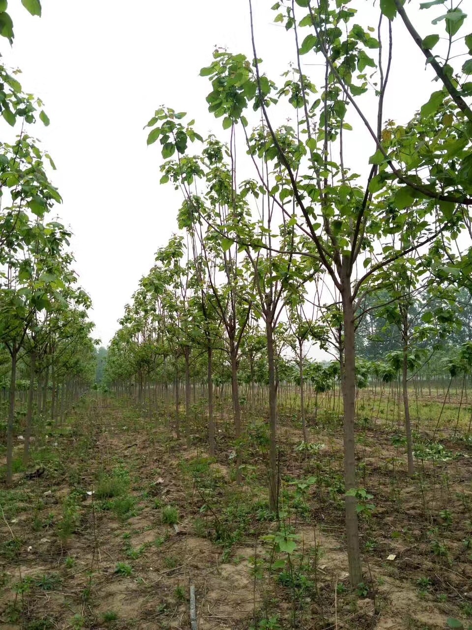 梓树-- 淮阳县易鑫苗木种植专业合作社