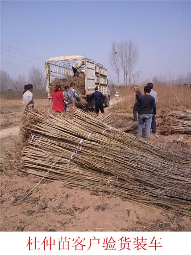 杜仲苗-- 淮阳县易鑫苗木种植专业合作社