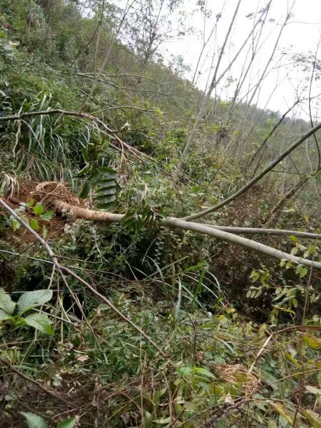 栾树-- 淮阳县易鑫苗木种植专业合作社