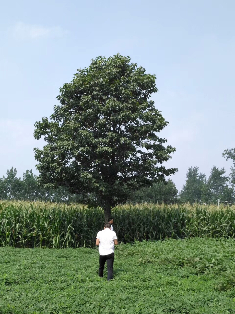 速生楸树-- 淮阳县易鑫苗木种植专业合作社