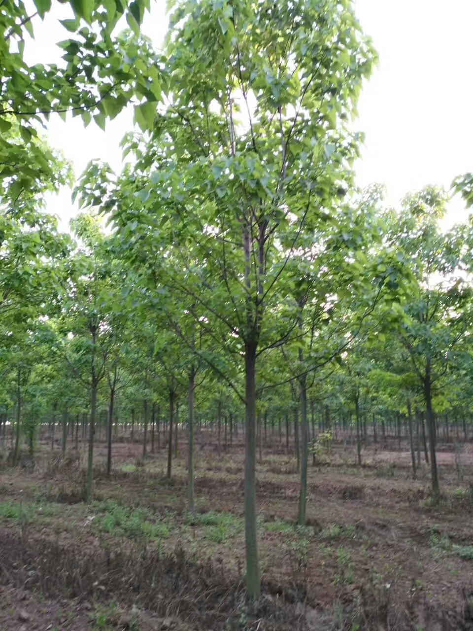 金丝楸树苗基地-- 淮阳县易鑫苗木种植专业合作社