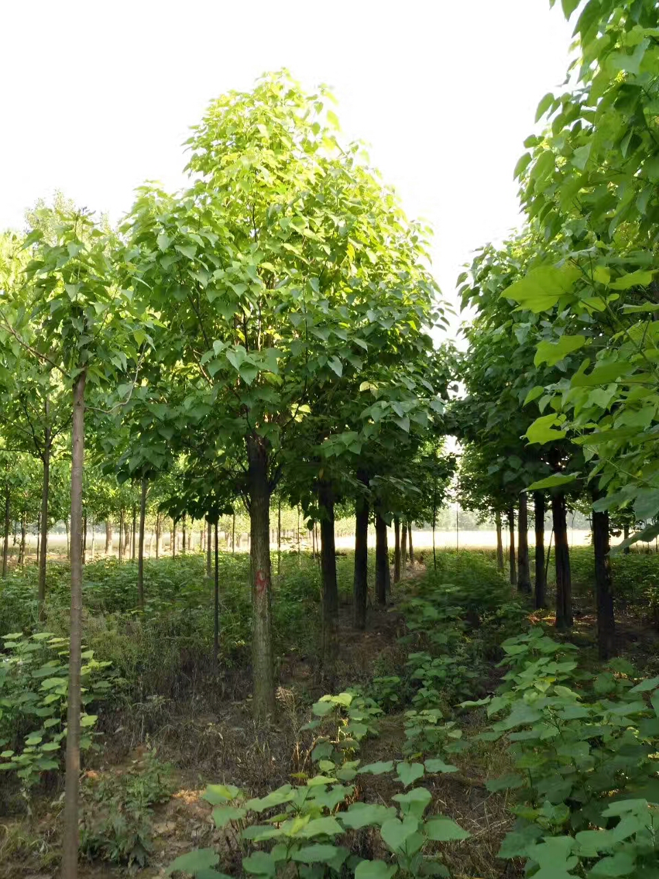 金丝楸树苗基地-- 淮阳县易鑫苗木种植专业合作社