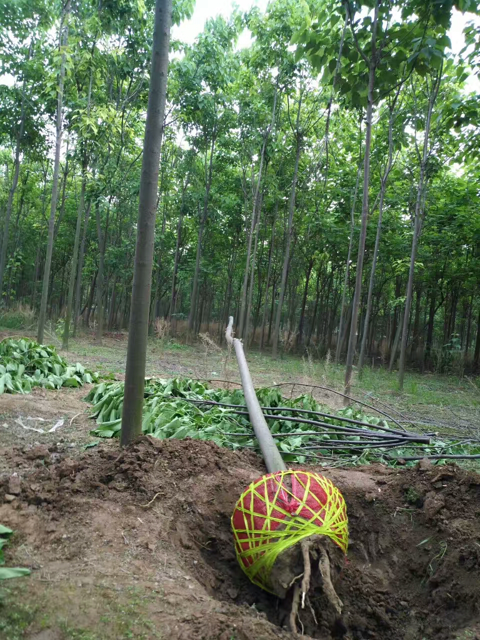 金丝楸树苗基地-- 淮阳县易鑫苗木种植专业合作社