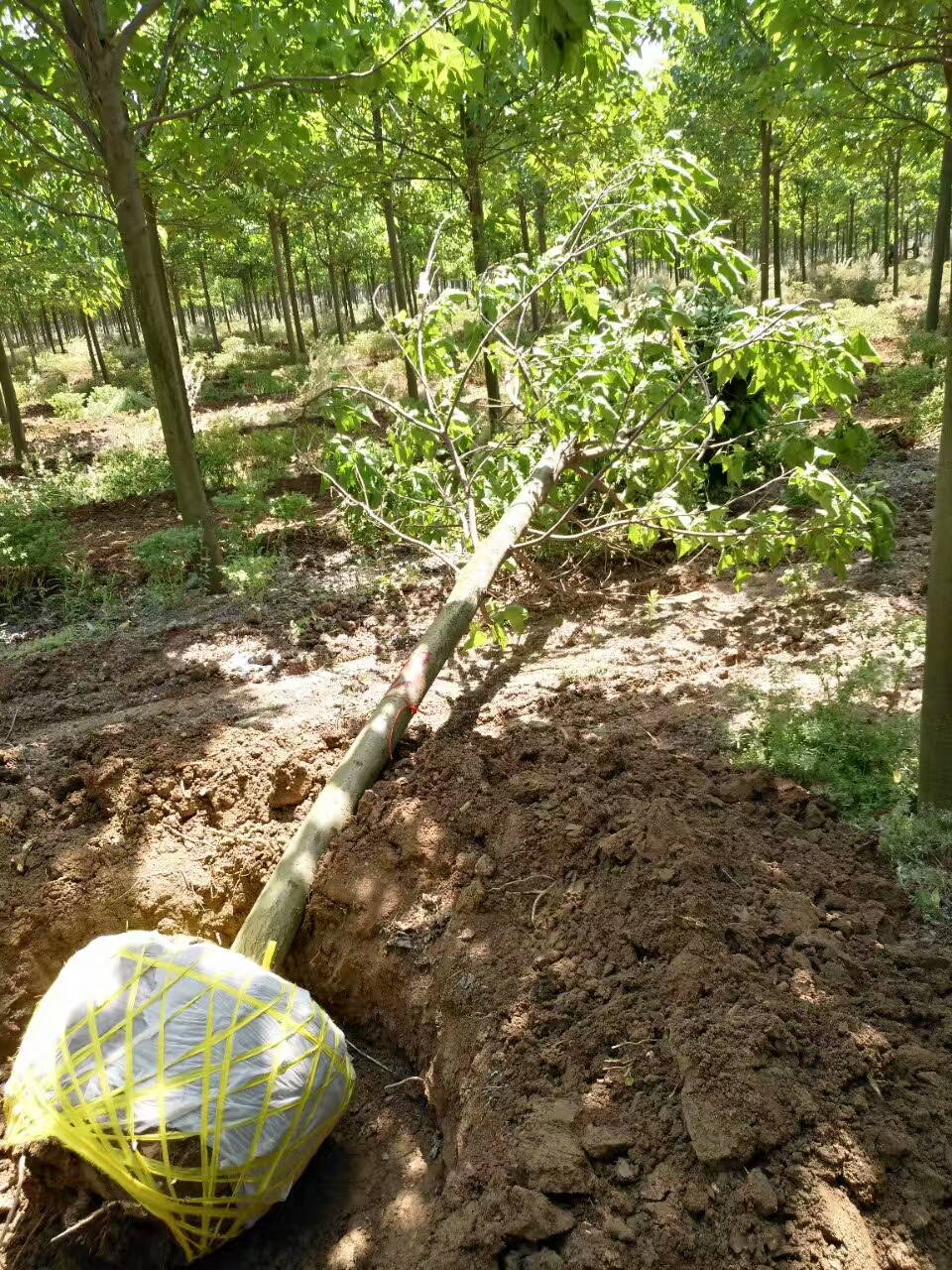 河南楸树-- 淮阳县易鑫苗木种植专业合作社