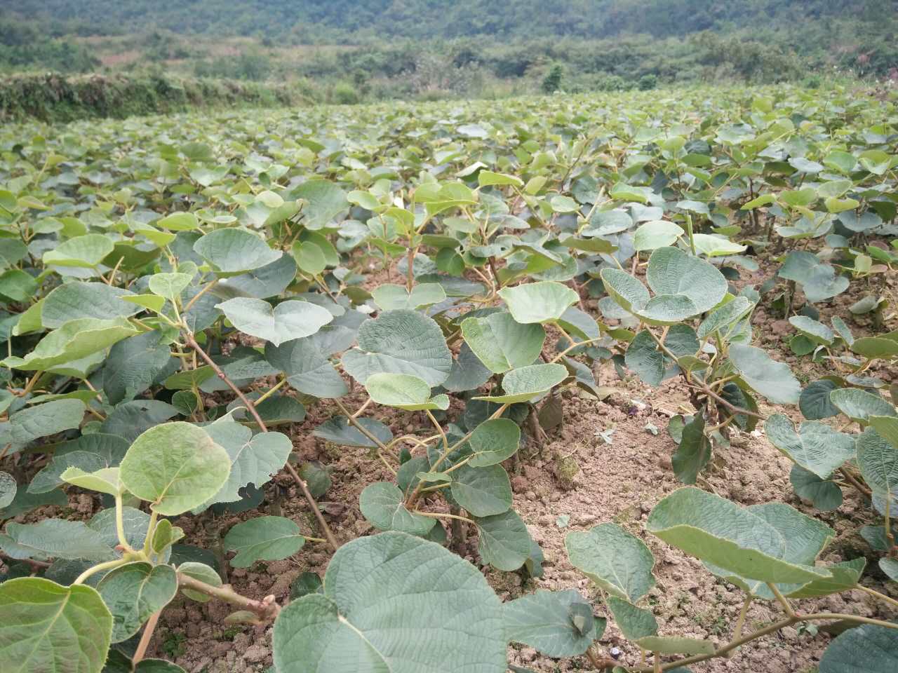 湖南红阳猕猴桃种植基地 湘西红阳猕猴桃培育基地-- 湖南湘西兴农猕猴桃种苗基地