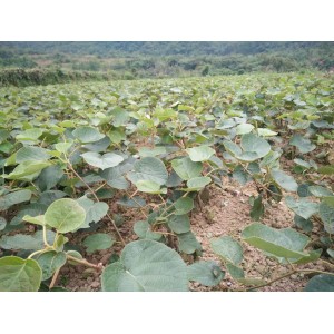 湖南红阳猕猴桃种植基地 湘西红阳猕