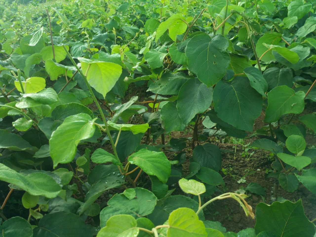 湘西红阳猕猴桃培育基地 湖南红阳猕猴桃种植基地-- 湖南湘西兴农猕猴桃种苗基地