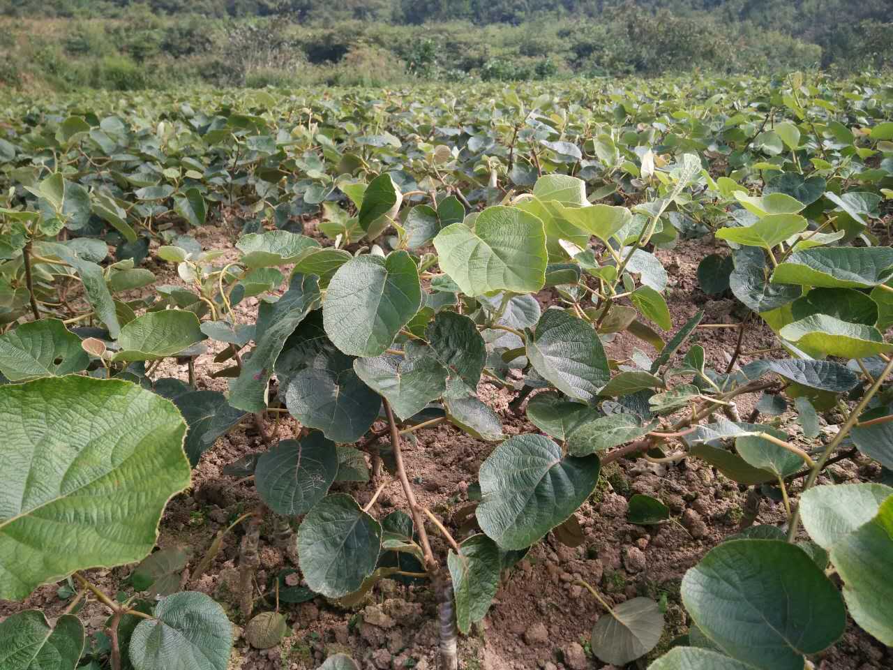 湖南红心猕猴桃苗种植基地 湘西红心猕猴桃苗培育基地-- 湖南湘西兴农猕猴桃种苗基地