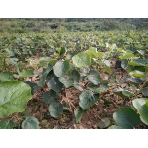 湖南红心猕猴桃苗种植基地 湘西红心猕猴桃苗培育基地