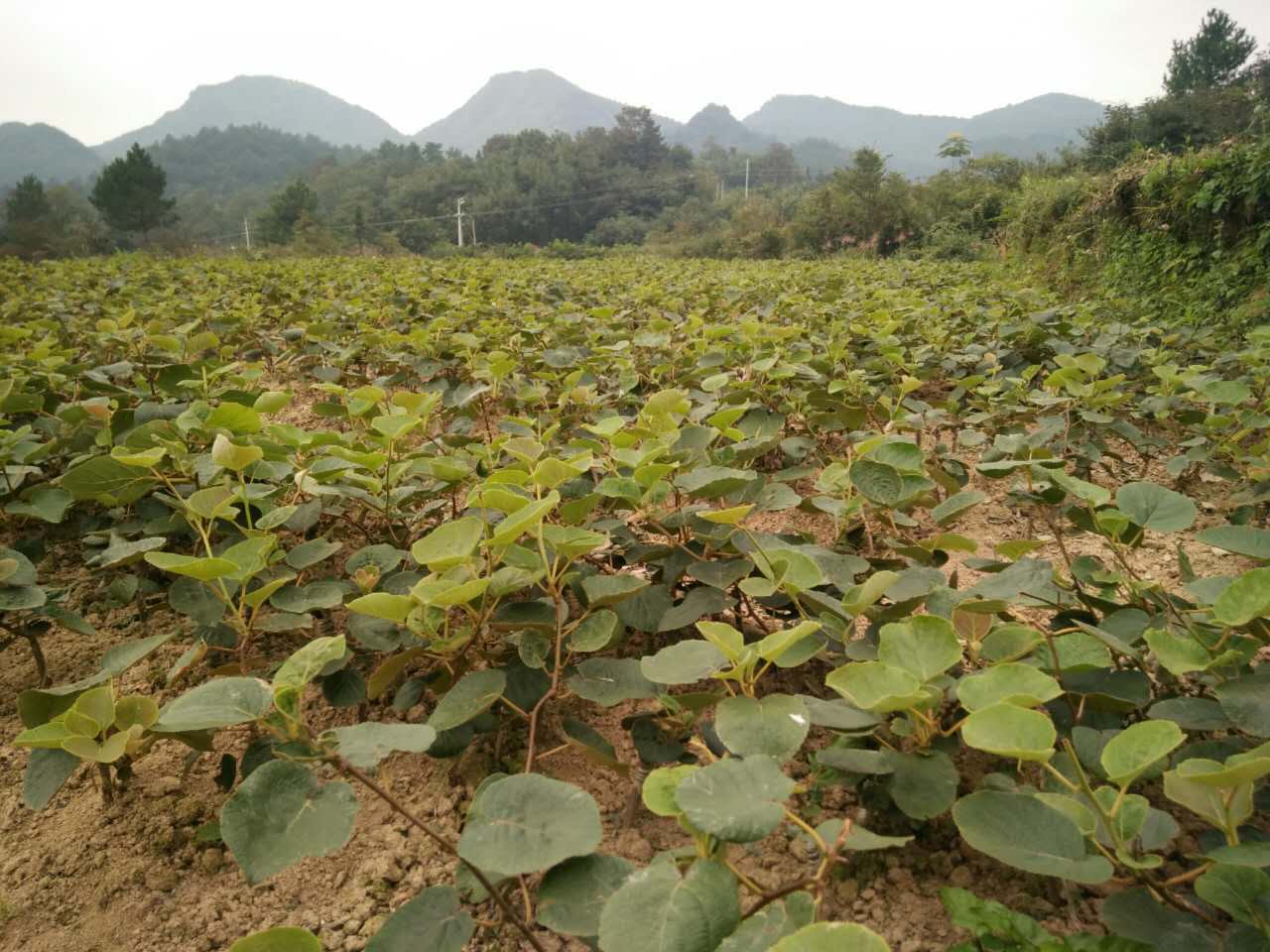 湖南东红猕猴桃苗种植基地 湘西东红猕猴桃苗培育基地-- 湖南湘西兴农猕猴桃种苗基地