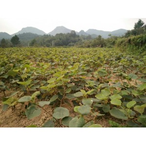 湖南东红猕猴桃苗种植基地 湘西东红