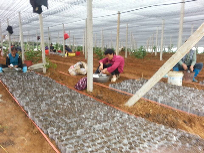 轻基质无纺布-- 中山市横栏镇云丽植树袋加工店