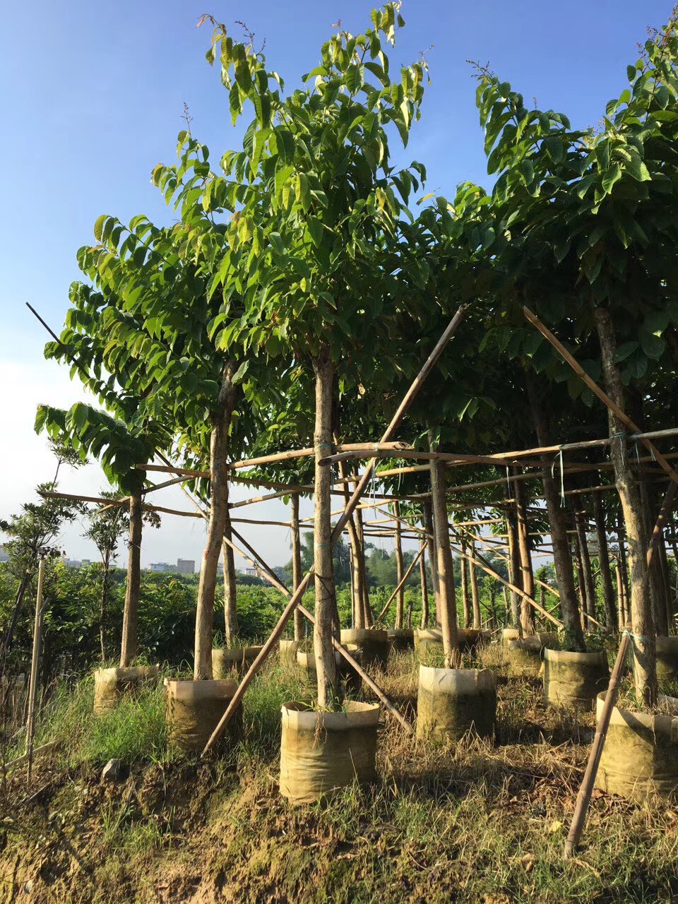 无纺布植树袋-- 中山市横栏镇云丽植树袋加工店