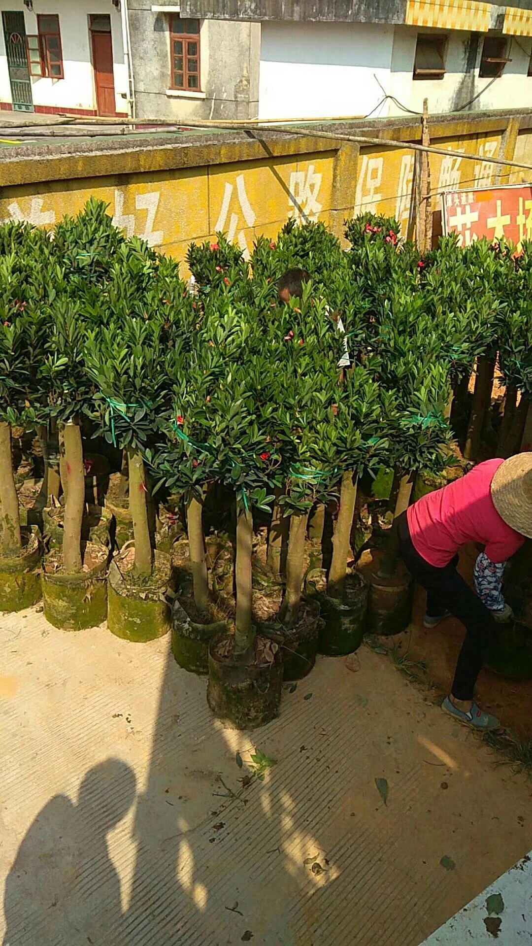 环保植树袋-- 中山市横栏镇云丽植树袋加工店