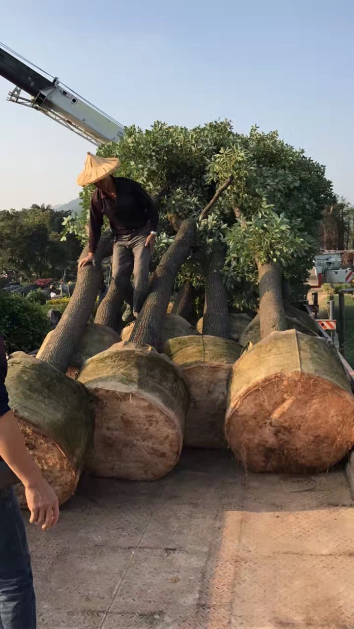 环保植树袋-- 中山市横栏镇云丽植树袋加工店