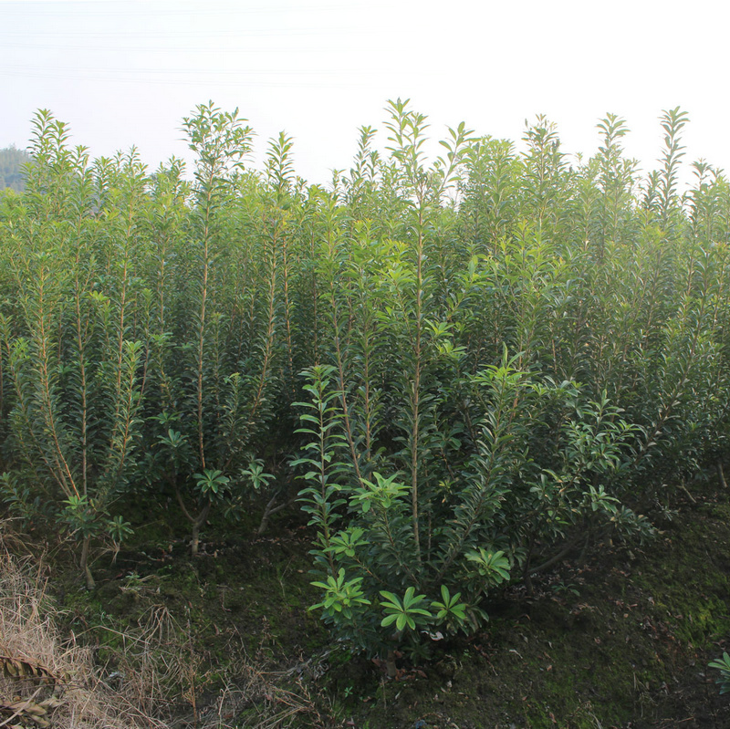 3公分-- 余姚市梅鲜生杨梅基地