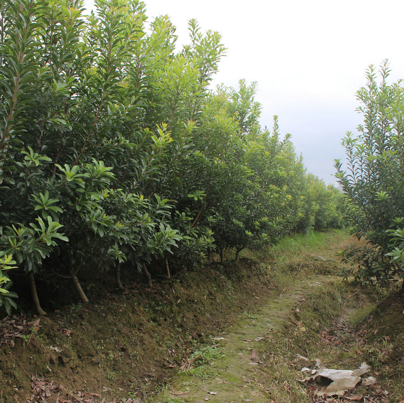 3公分-- 余姚市梅鲜生杨梅基地