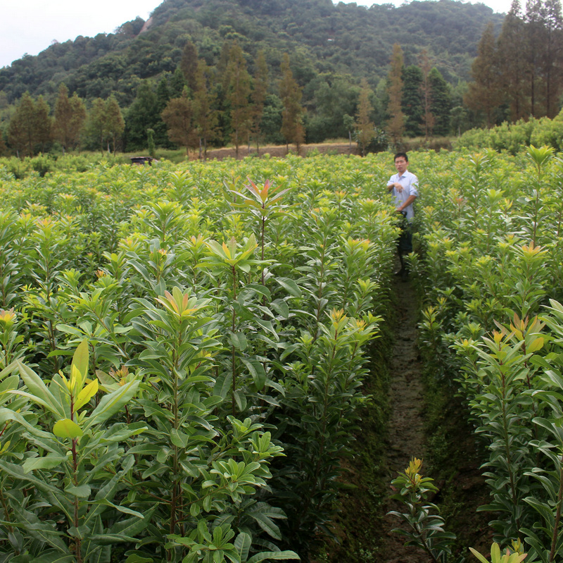 一年生-- 余姚市梅鲜生杨梅基地