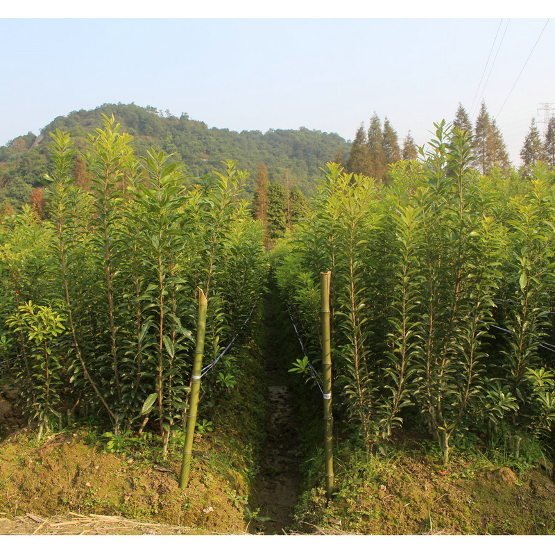 一年生-- 余姚市梅鲜生杨梅基地