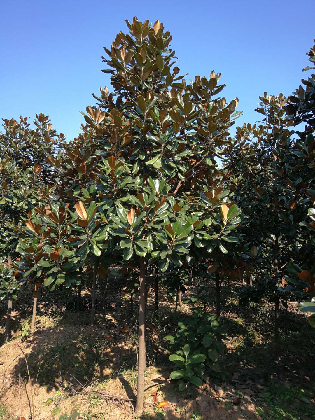 广玉兰-- 南京市浦口区百姓苗圃场