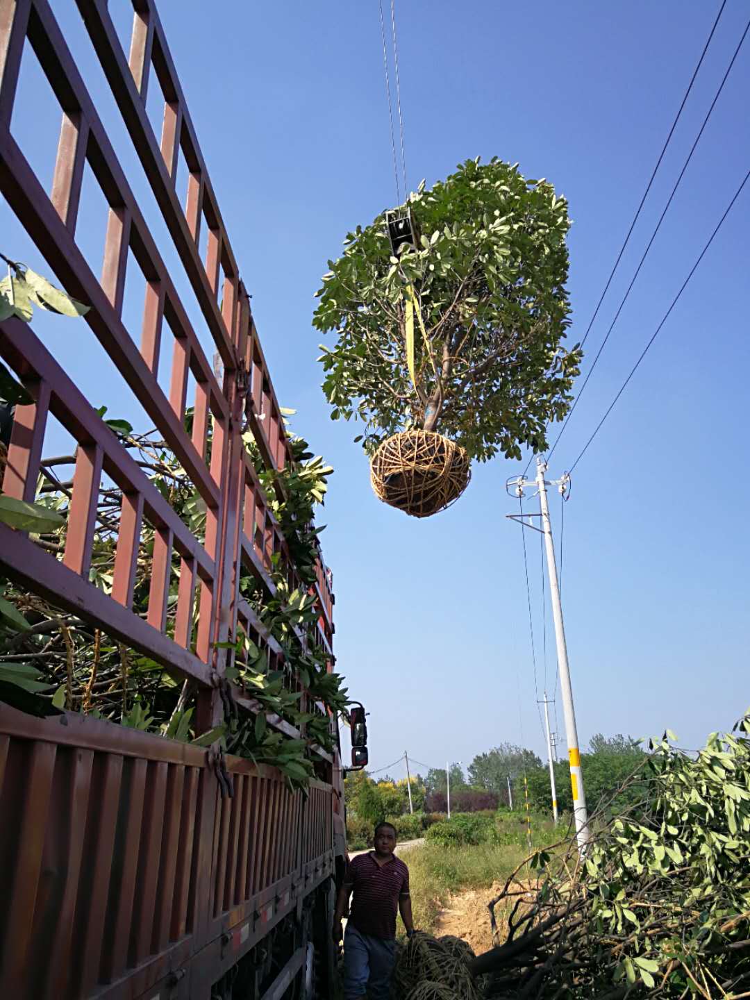 桂花-- 南京市浦口区百姓苗圃场