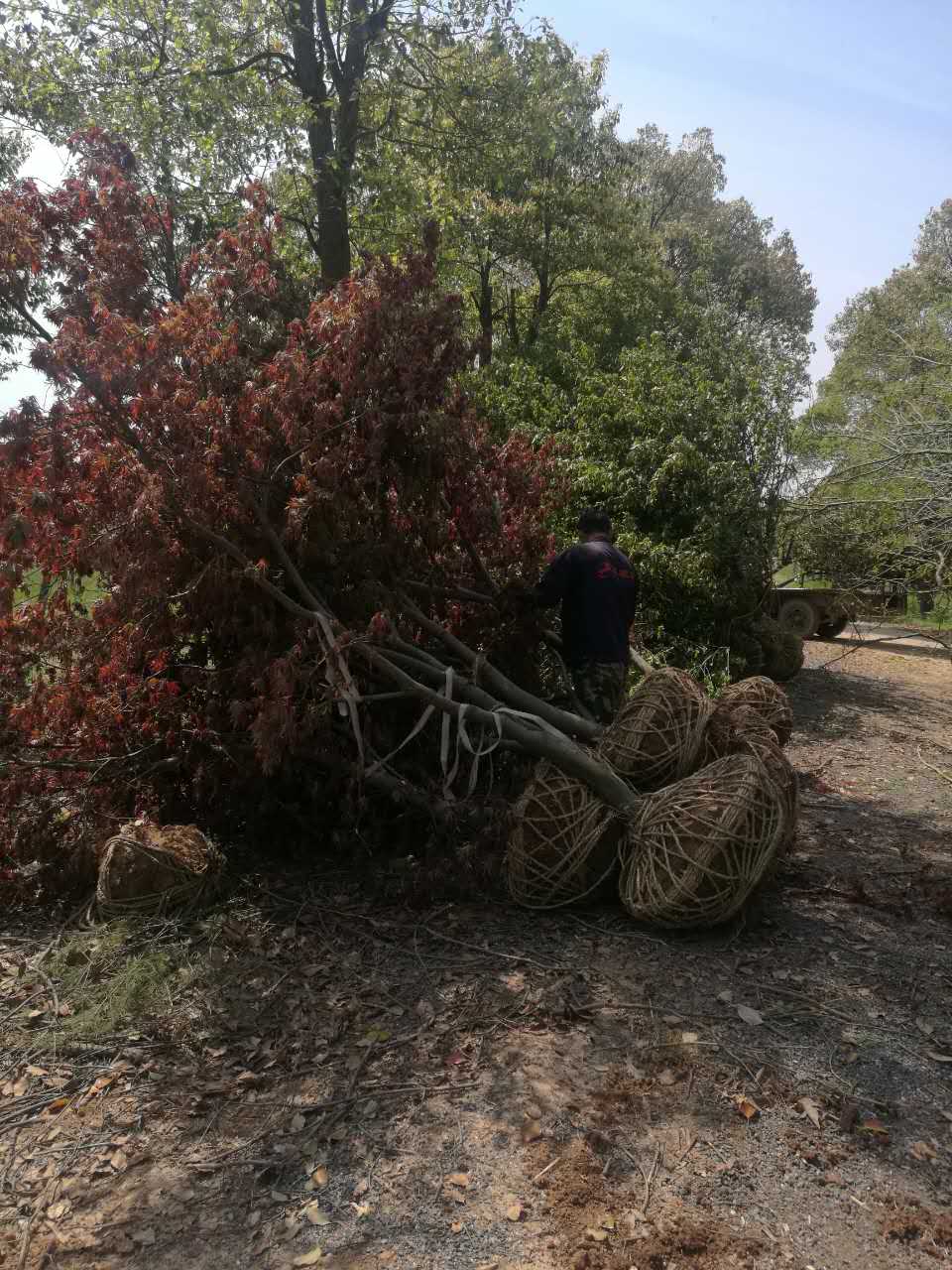 红枫-- 南京市浦口区百姓苗圃场