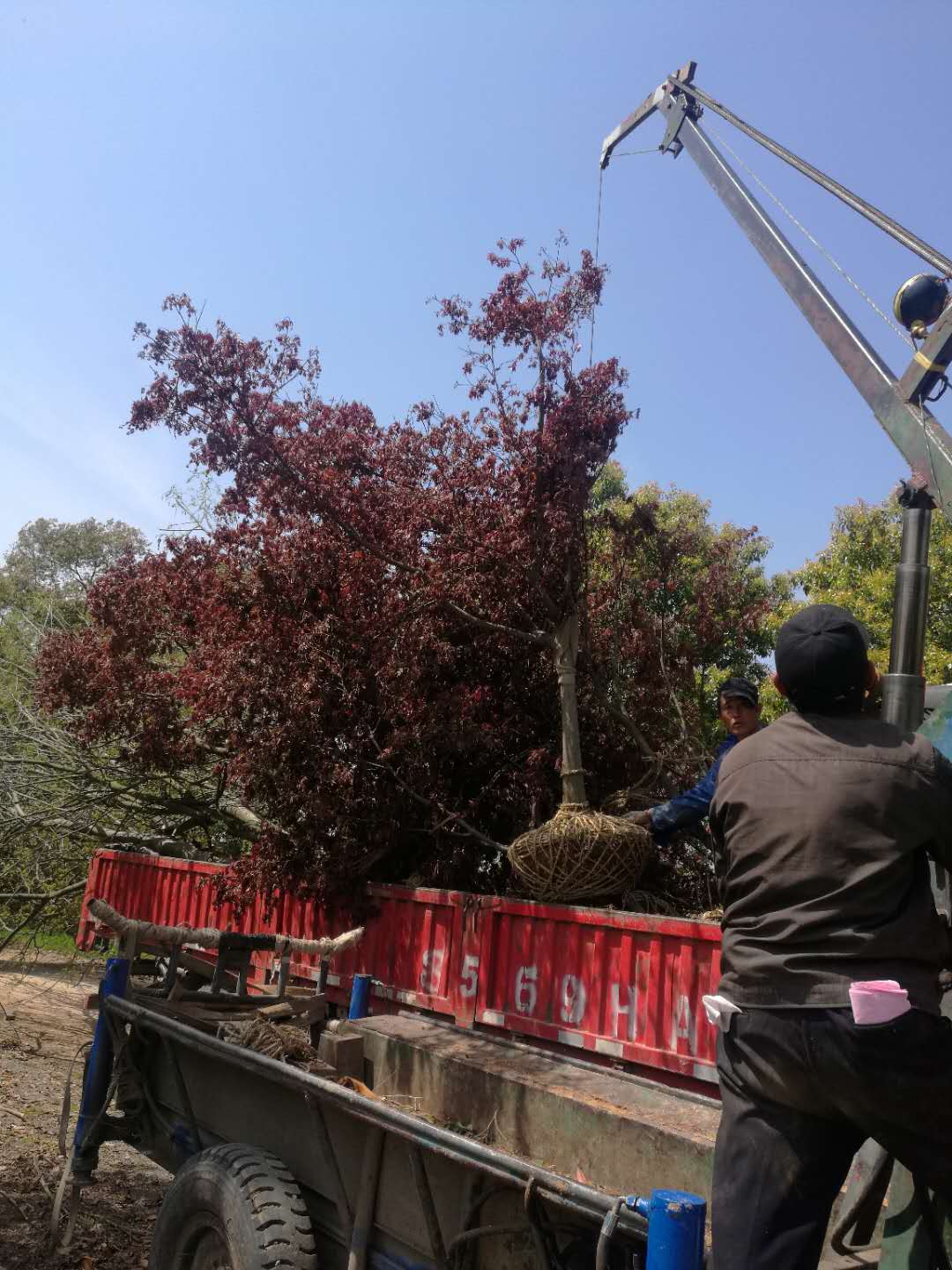 红枫-- 南京市浦口区百姓苗圃场