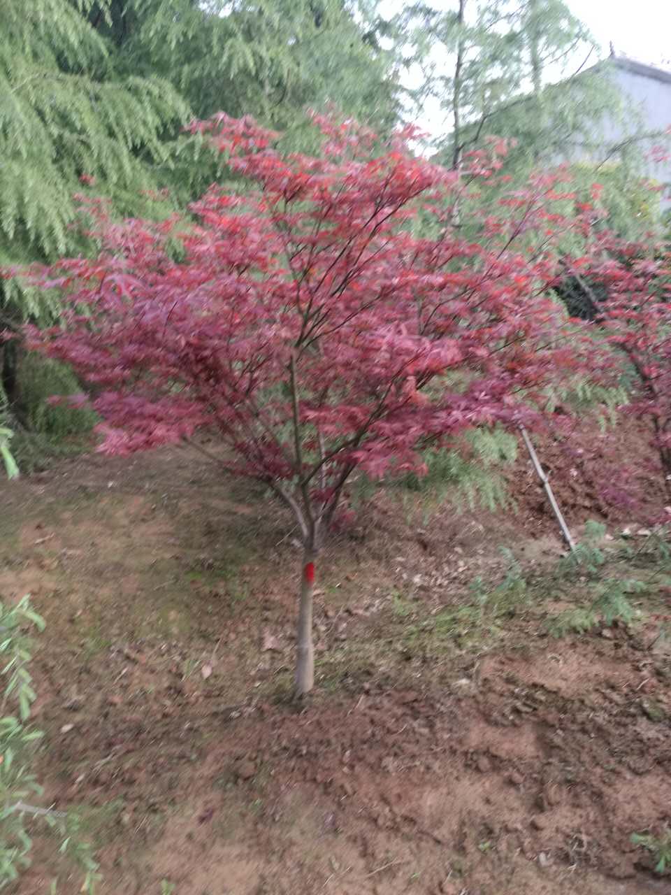 红枫-- 南京市浦口区百姓苗圃场