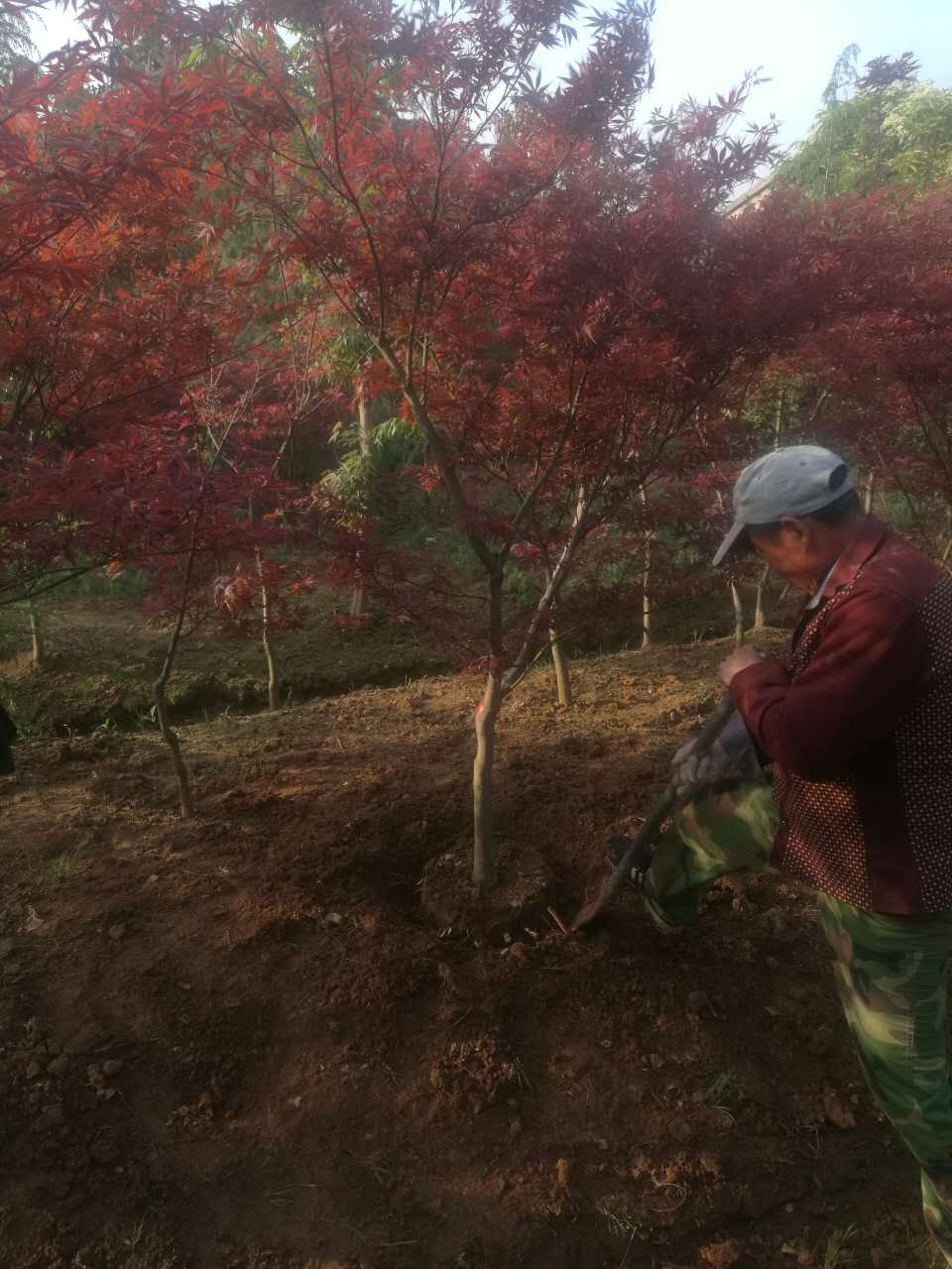 红枫-- 南京市浦口区百姓苗圃场